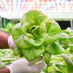 Butterhead Lettuce (Hydroponics) (200 Gms)