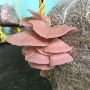 product-grid-gallery-item Pink Oyster Mushrooms (200 Gms)
