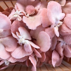 Pink Oyster Mushrooms (200 Gms)