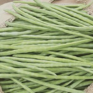 Green Drumstick Vegetable